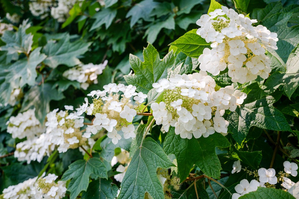 Oakleaf Hydrangea Blooms in Ornamental Garden