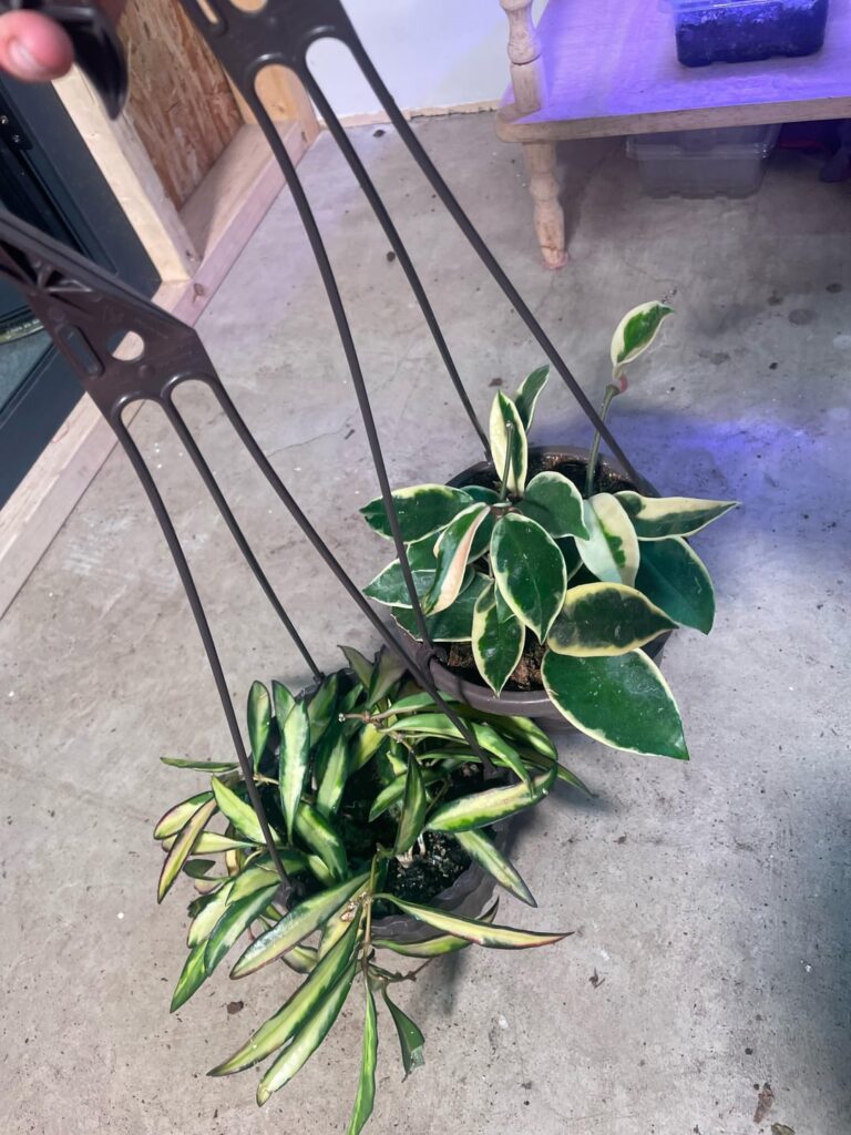 ID please? ID please?