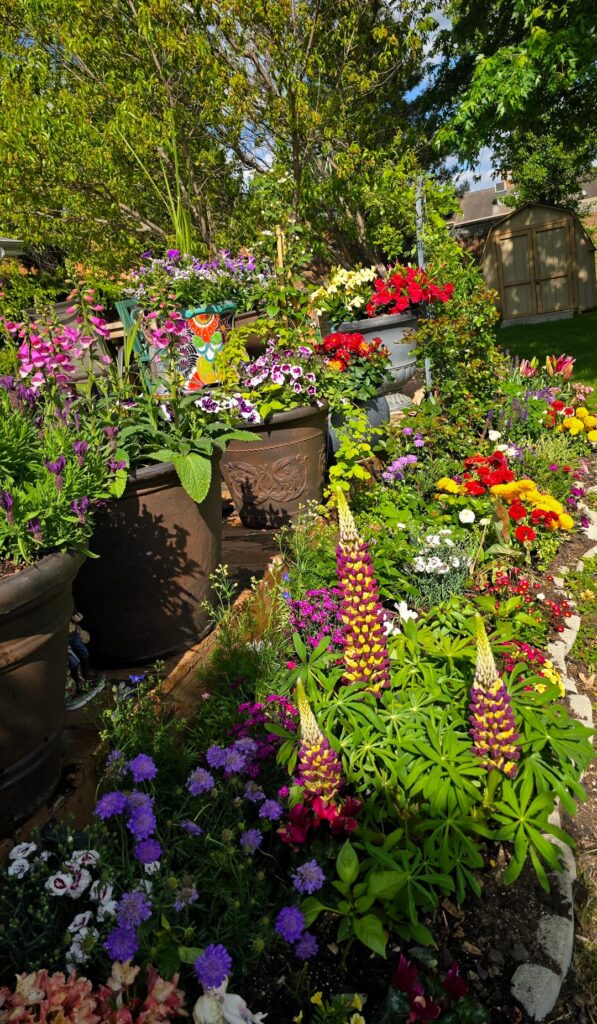 The lupine tower is almost filled