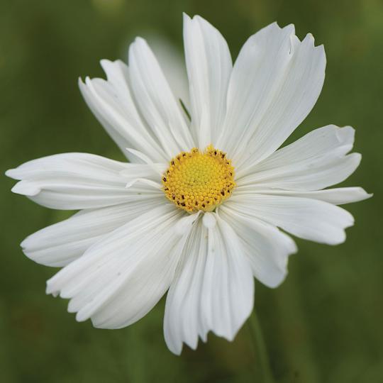 Psyche White Cosmos Seeds
