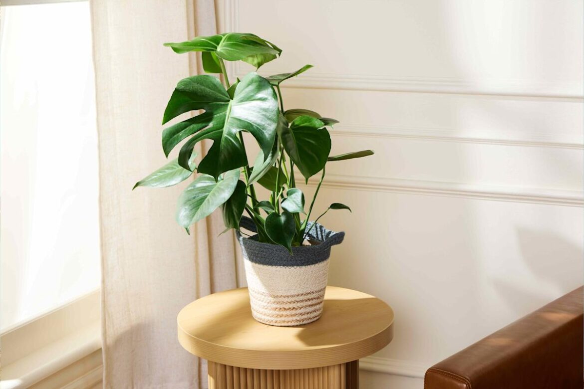 8 Beginner Houseplants That Make It Look Like You Have a Green Thumb