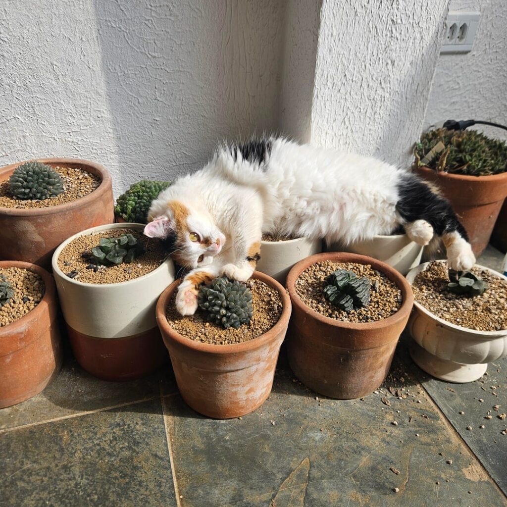 I wonder what's messing up my pots