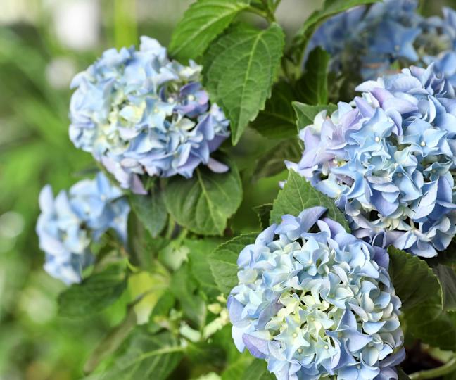 blue hydrangea flowers