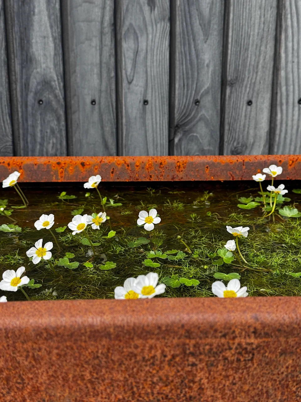 a corten steel dipping tank in a garden filled with water and aquatic plants
