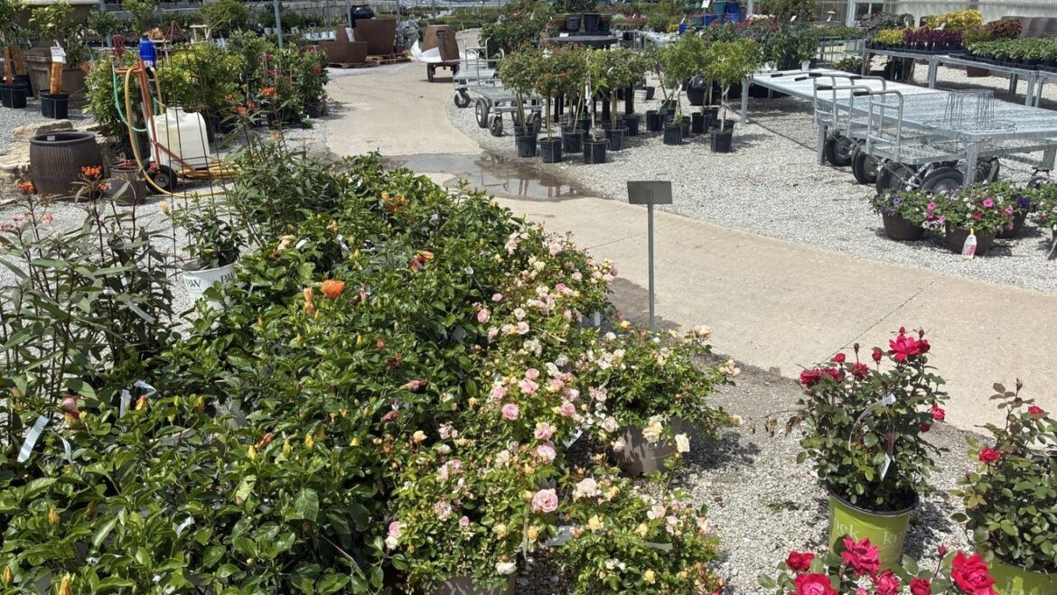 War in Iran causes higher fertilizer prices for Mid-Missouri gardeners station icon