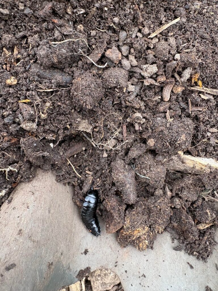Does anyone recognize this fella? Found him on the bottom of an old compost pile.