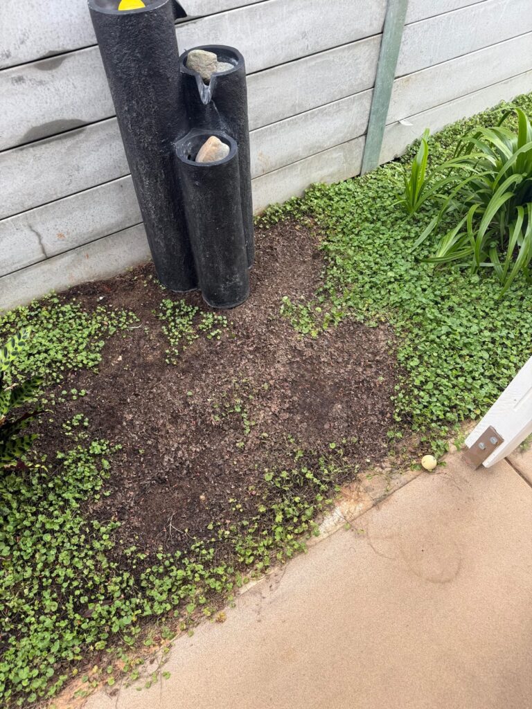 What’s killing my Dichondra? What’s killing my Dichondra?