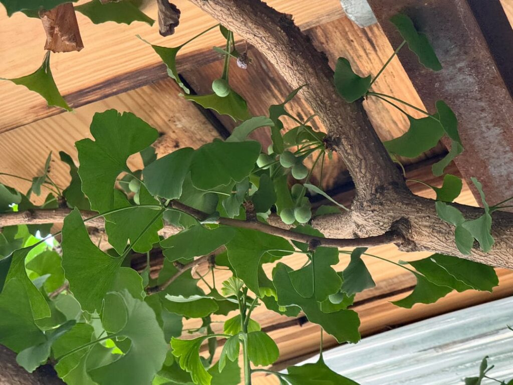 this ginkgo was planted as a "princeton sentry" cultivar (male) but it seems like she decided otherwise