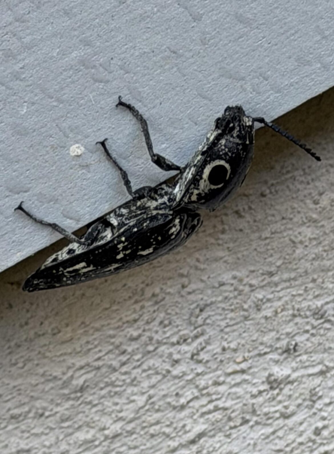 Check out this big boy (or girl)