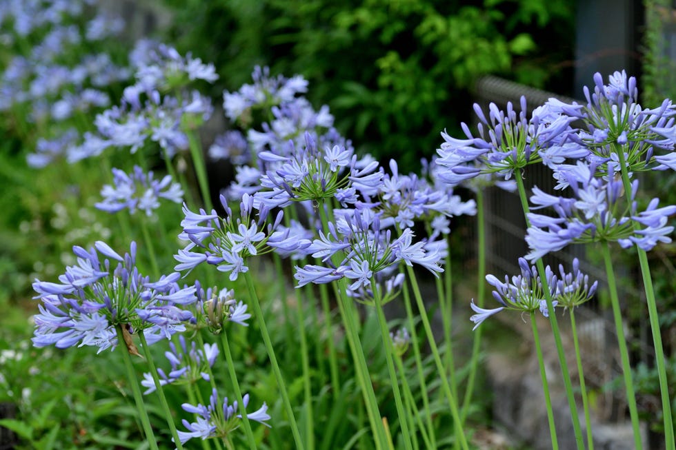 garden trends 2026 heat and drought tolerant plants