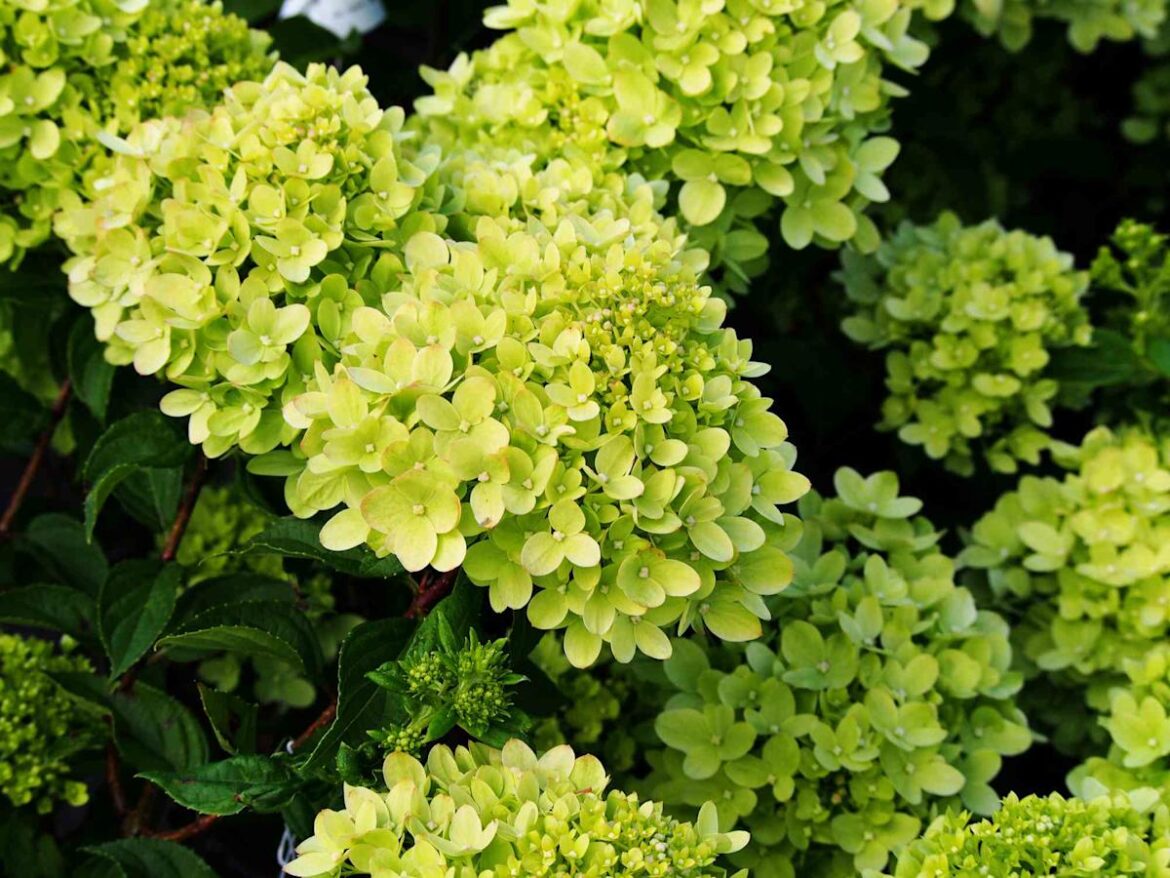 15 Dwarf Hydrangeas Perfect For Small Yards And Tight Garden Spaces 15 Dwarf Hydrangeas Perfect For Small Yards And Tight Garden Spaces