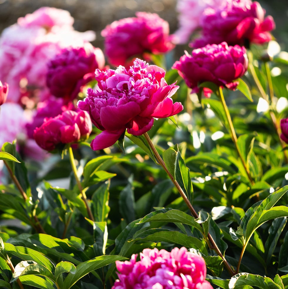 bright peonies in flowerbed at sunny day