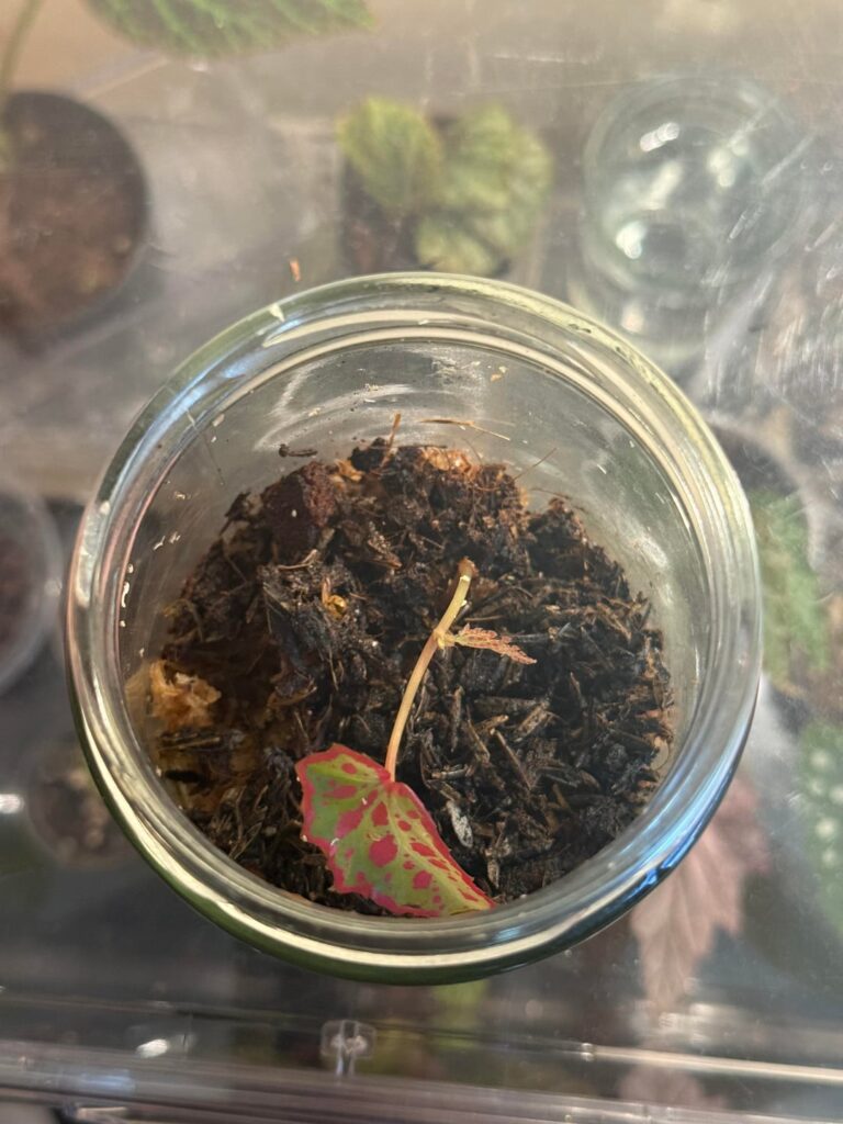 Begonia Amphioxus x Crazy Pink