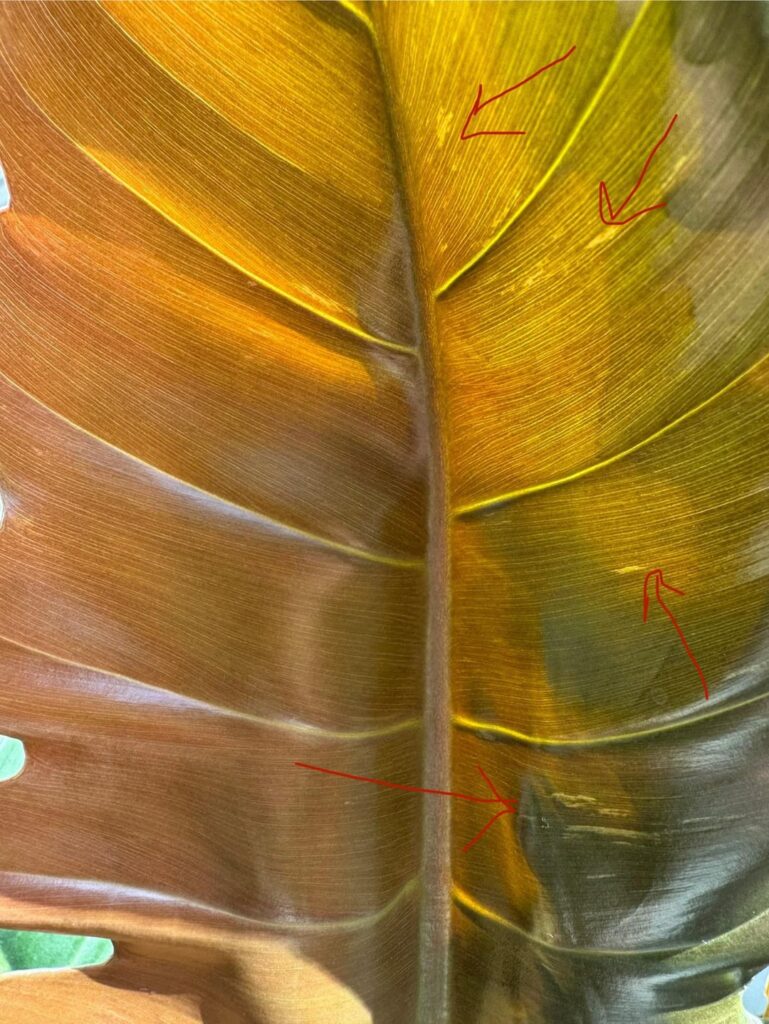 What are these streaks? CP