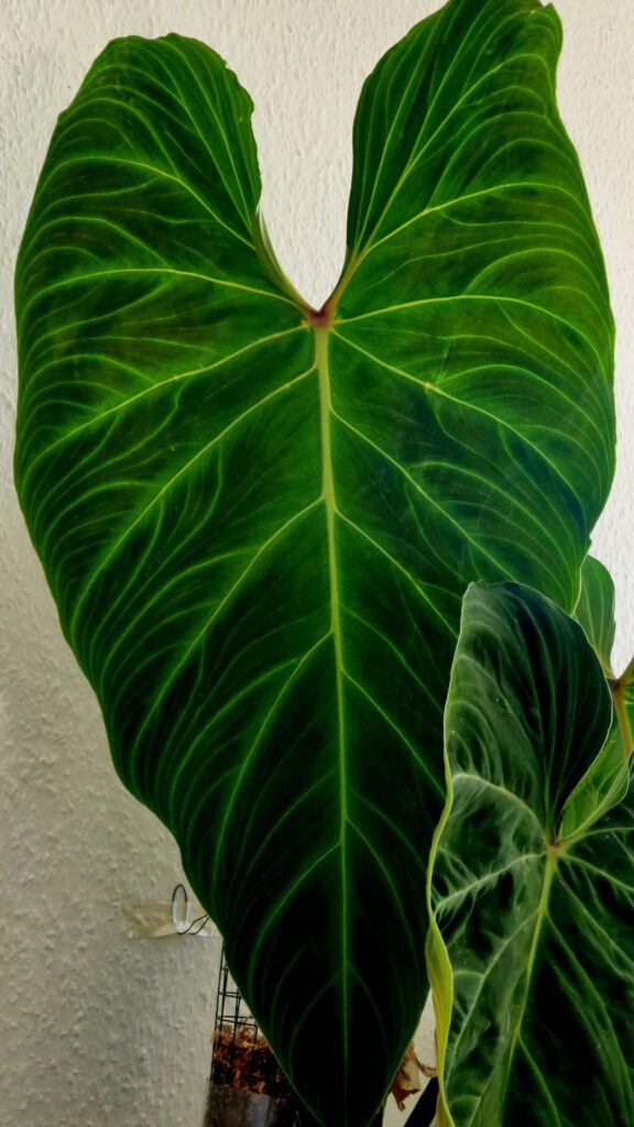 The newest leaves on my Splendid and Melanochrysum