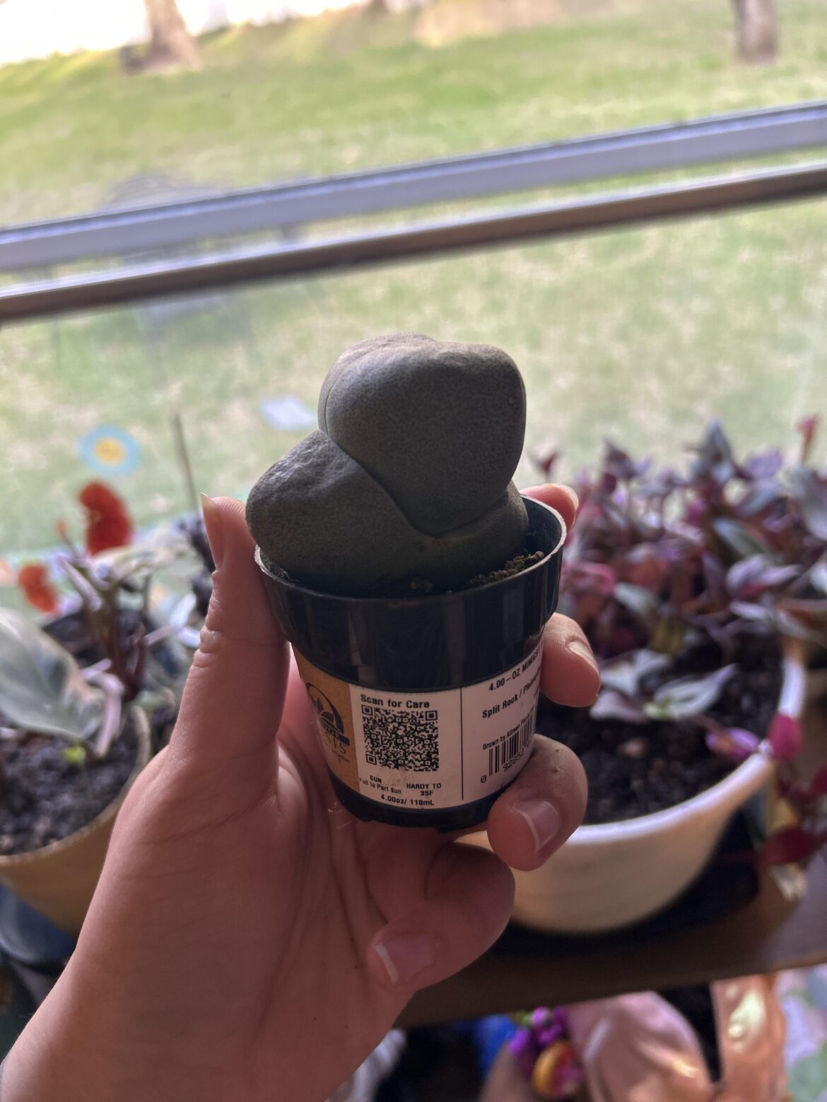 Got a Bulbasaur today