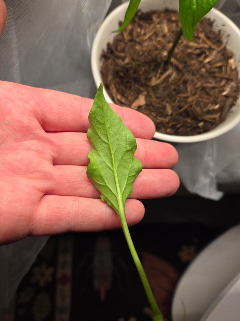 Thoughts on leafs?