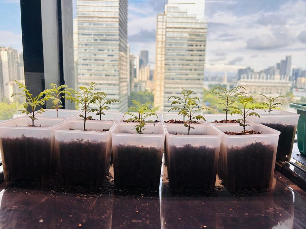 Growing Jacarandas from Seeds (indoors) Growing Jacarandas from Seeds (indoors)