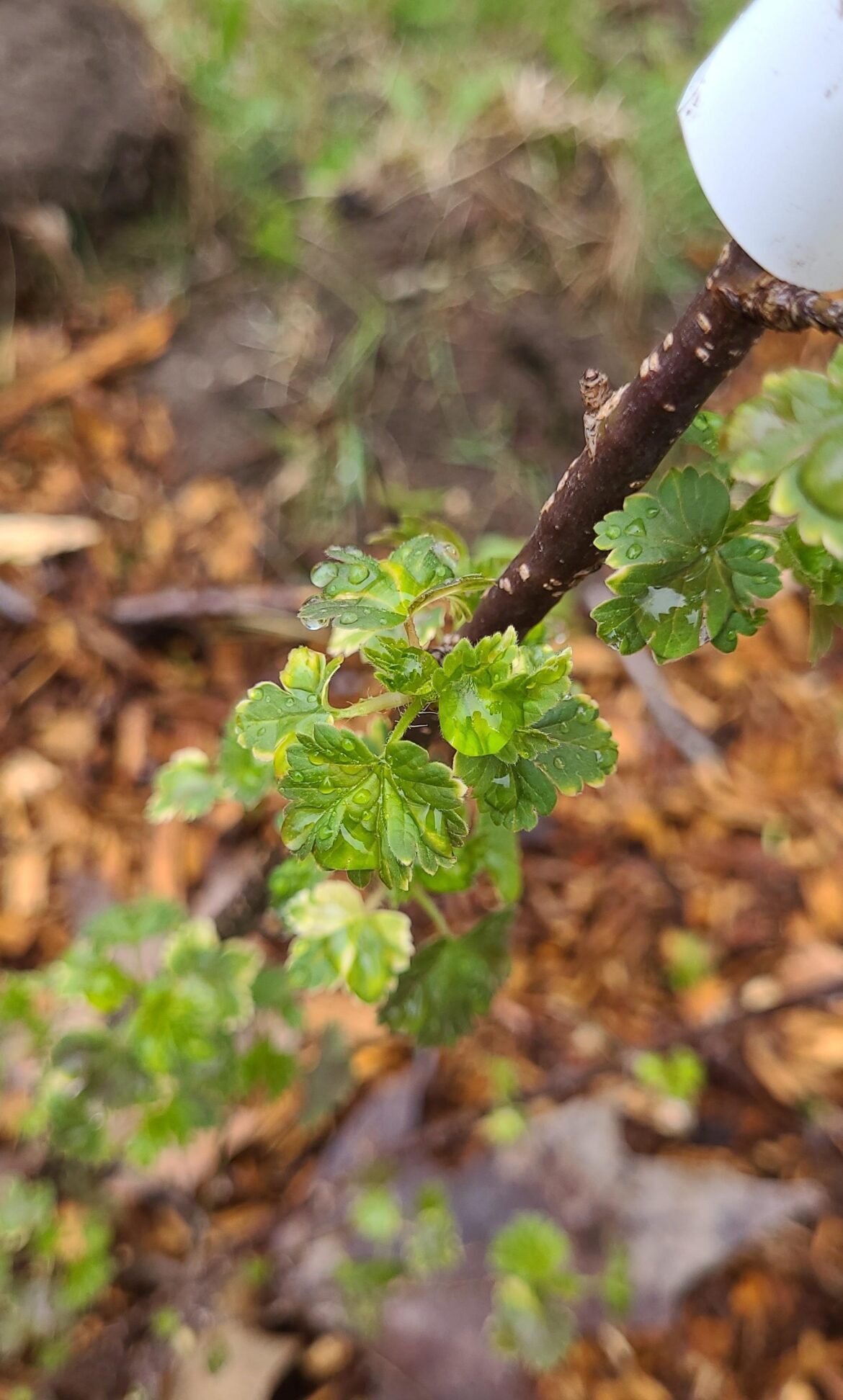 Gooseberry leaves Gooseberry leaves