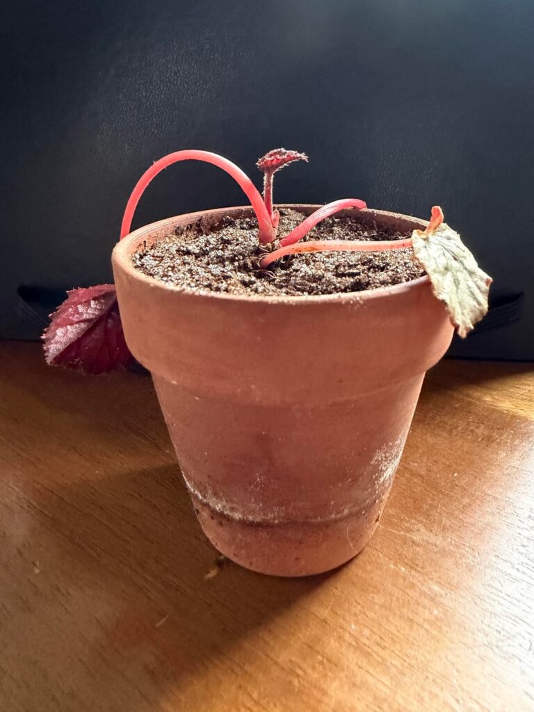 first rex begonia wilting quickly please help first rex begonia wilting quickly please help