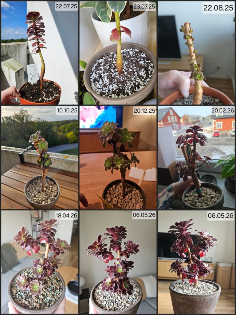 Aeonium Arboreum ~10 months of progress after chop