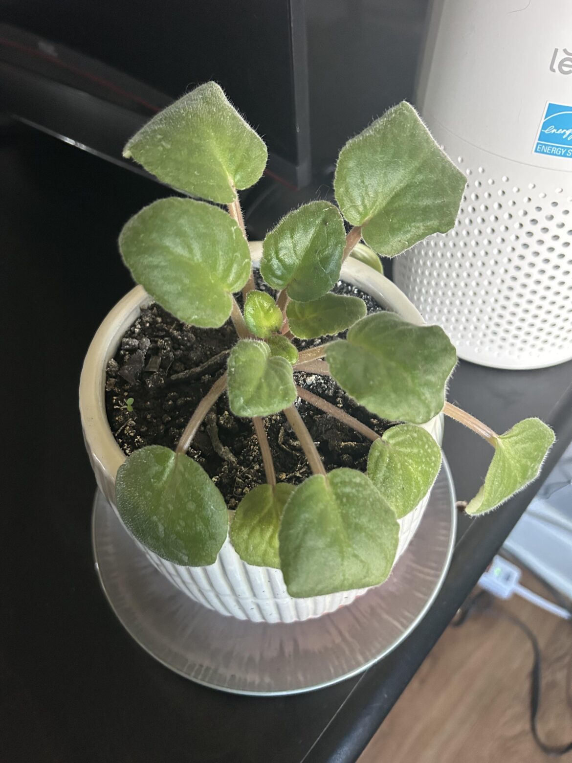 Is this an african violet? Is this an african violet?
