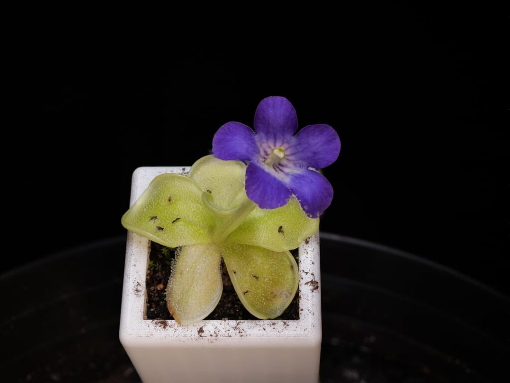 Pinguicula jackii in bloom
