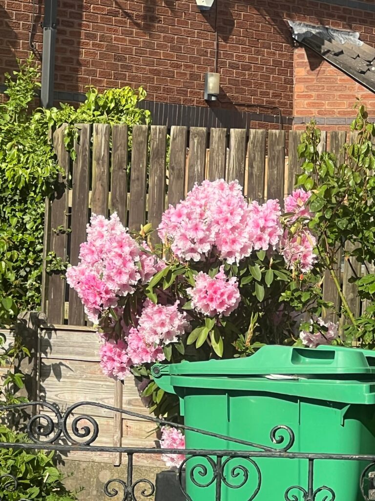 just saw this incredible rhododendron (?) in my neighbours garden and i am so in love