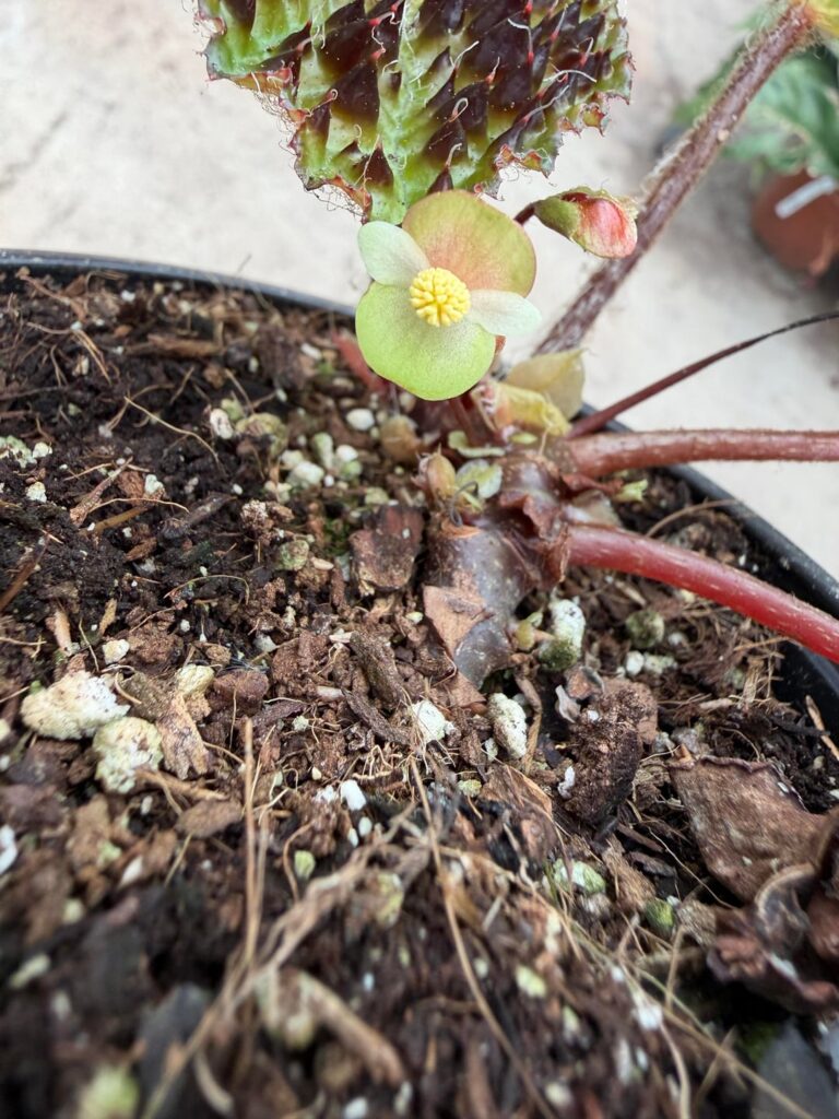 Begonia ferox flowered!!! I’ve killed my first 2 tries at this plant but 3rd times truly the charm!