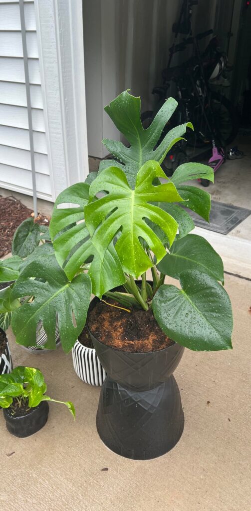 Is my pot too big? Is my pot too big?