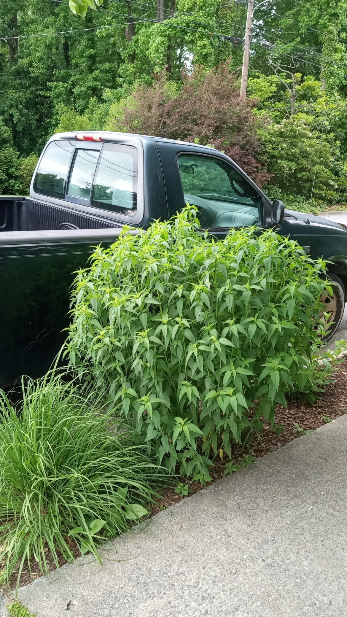 Monarda!