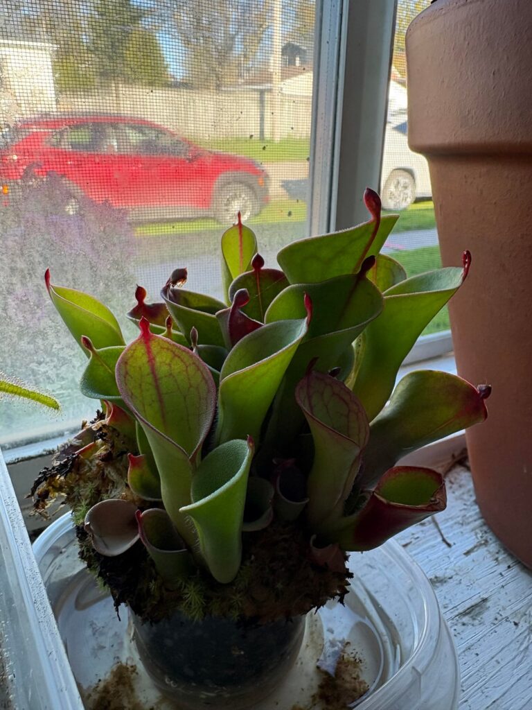 Best way to repot? have had this guy for over a year now and has completely filled up its pot