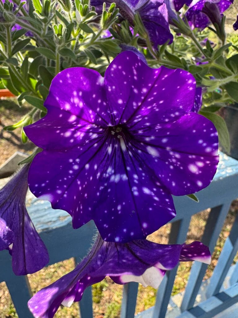 Night Sky petunias I got today