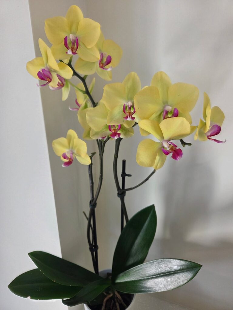 My spa orchid My spa orchid