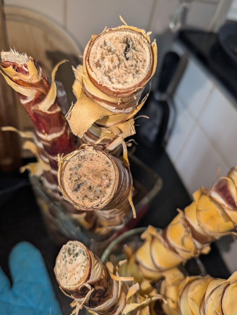 Yucca propagation fail…? Thoughts? Yucca propagation fail...? Thoughts?