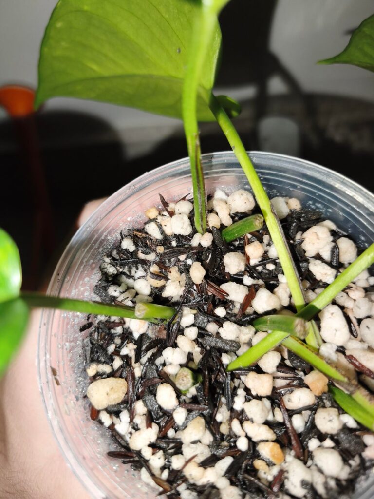 Mould on my propagation Mould on my propagation