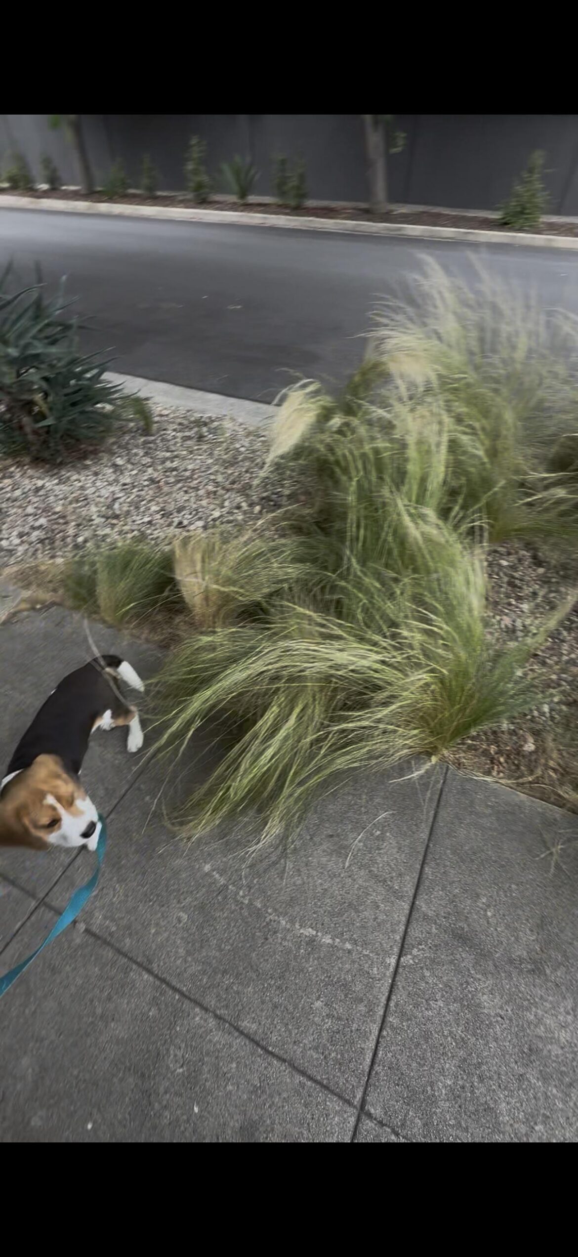what kind of bush is this? what kind of bush is this?