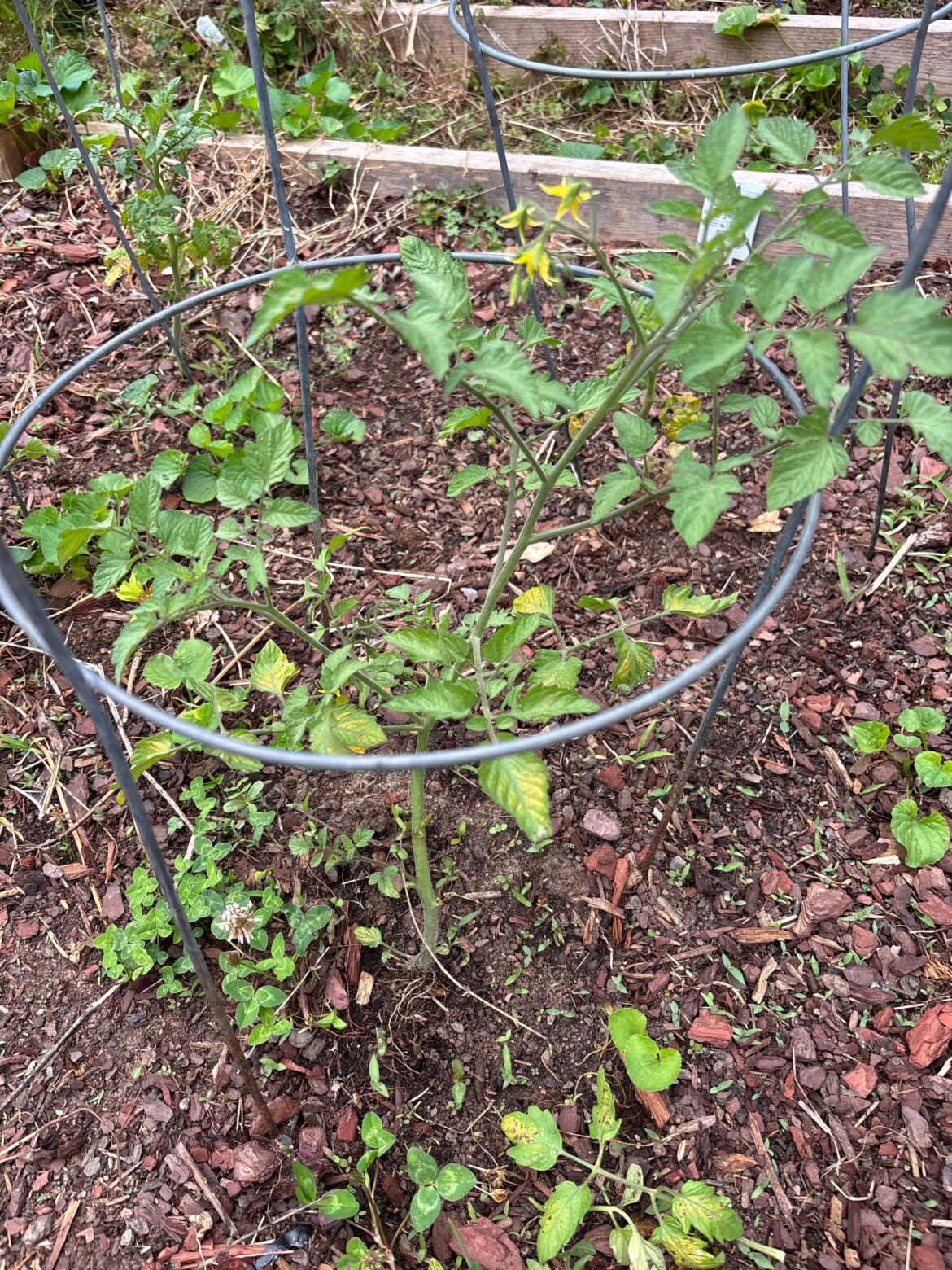 Should I pluck the blooms off of my tomato plants?
