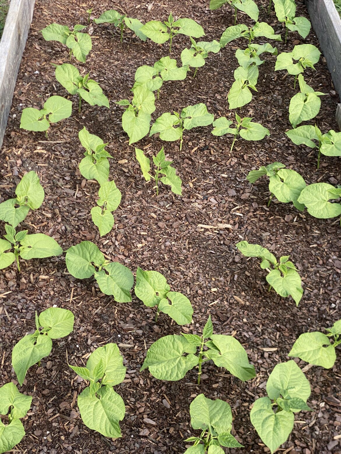 Are my bush beans too close together?