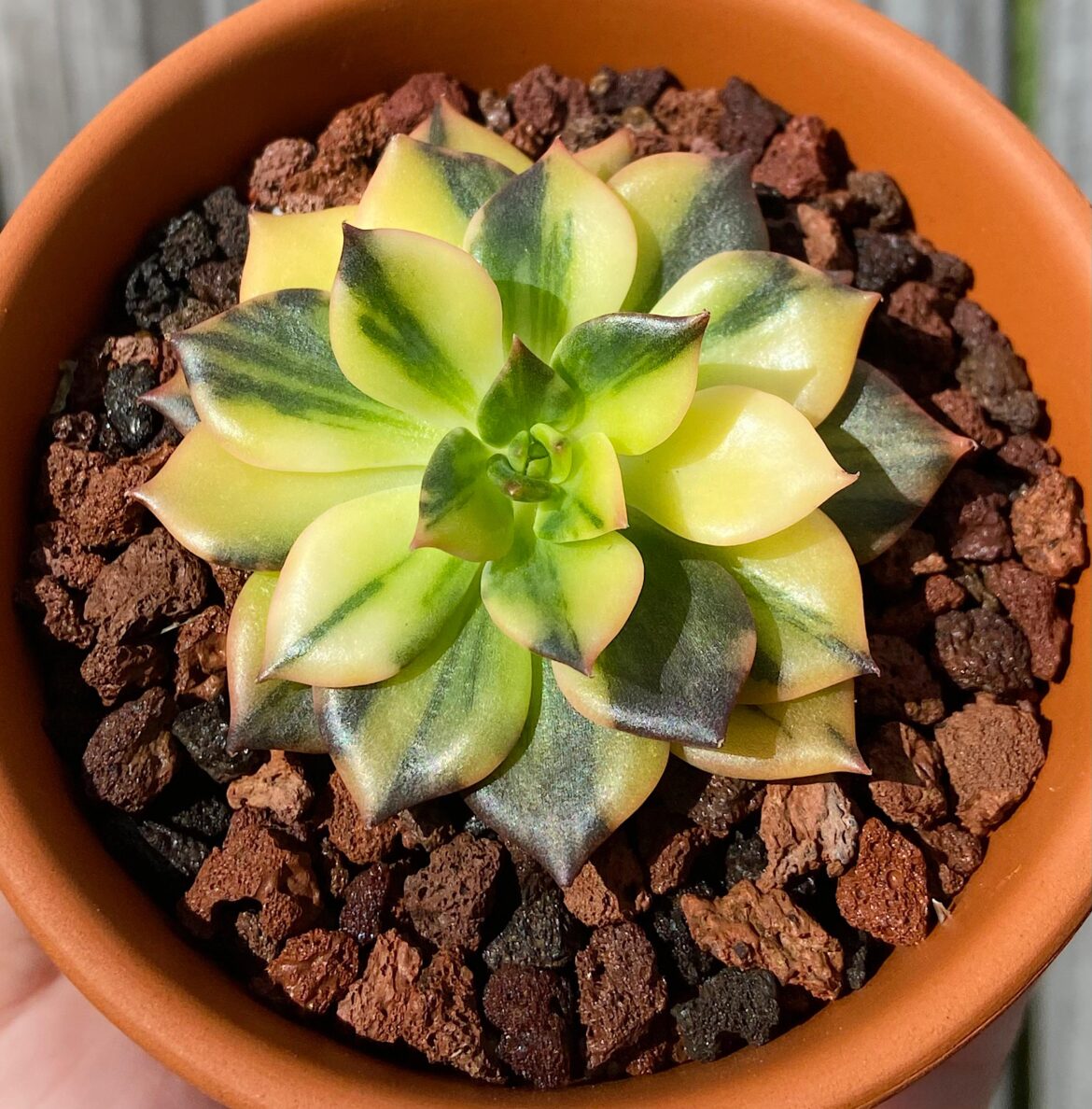 Found this pretty nice pattern succulent, Echeveria ‘Bess Bate’🍀🪷