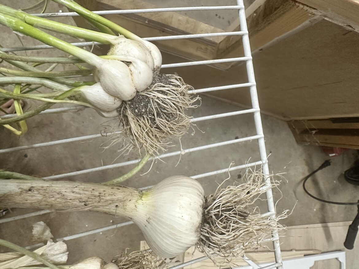 First time harvesting garlic