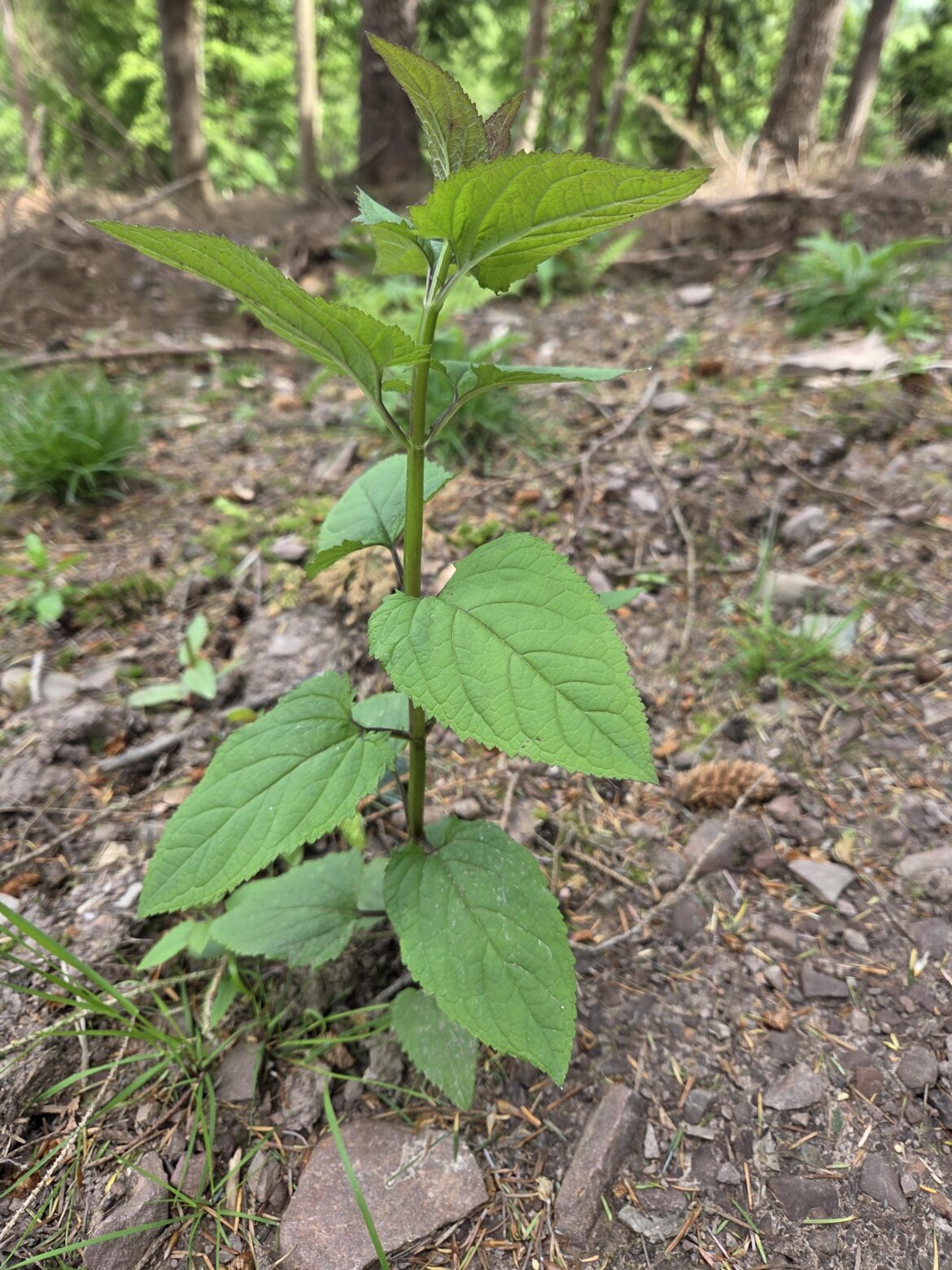 What is this plant?