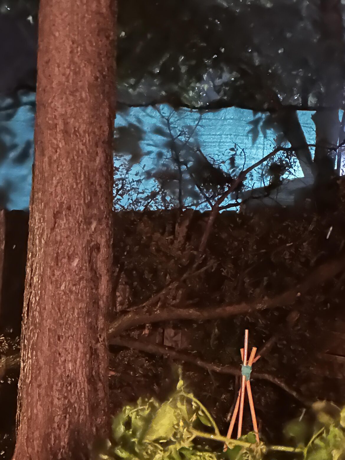 Windstorm gifted a giant branch