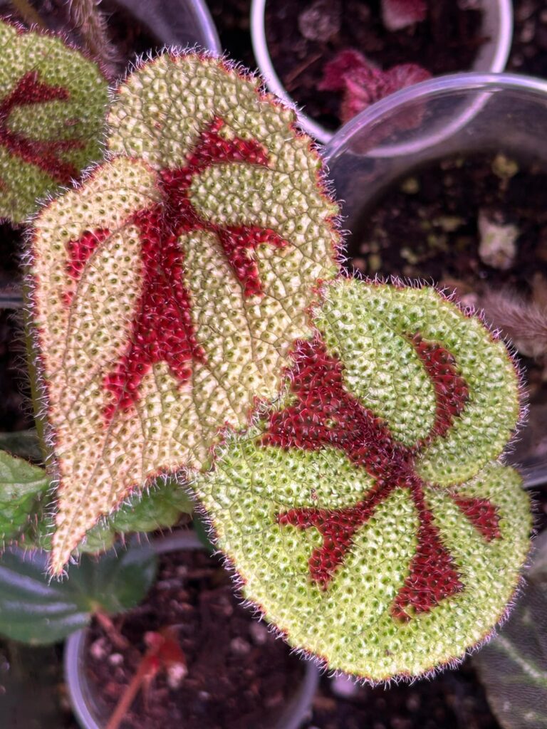 A few begonias that catch my eyes