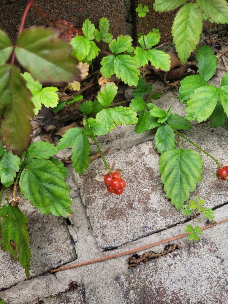 What is growing on my steps?