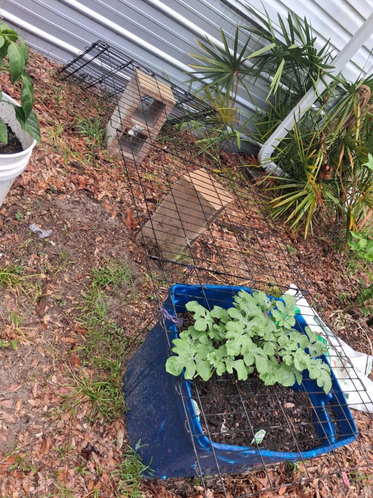 Therapy garden: YTMelly update 😊