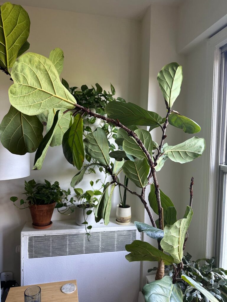 Should I give it a trim?