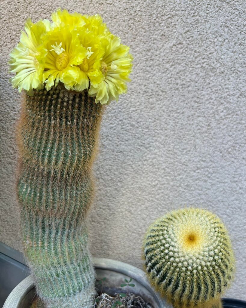 Such a nice surprise this evening! My Parodia leninghausii (Lemon Ball) in bloom!
