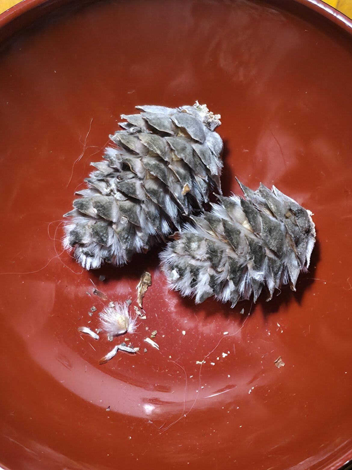 What is this Native Australian seed pod? What is this Native Australian seed pod?