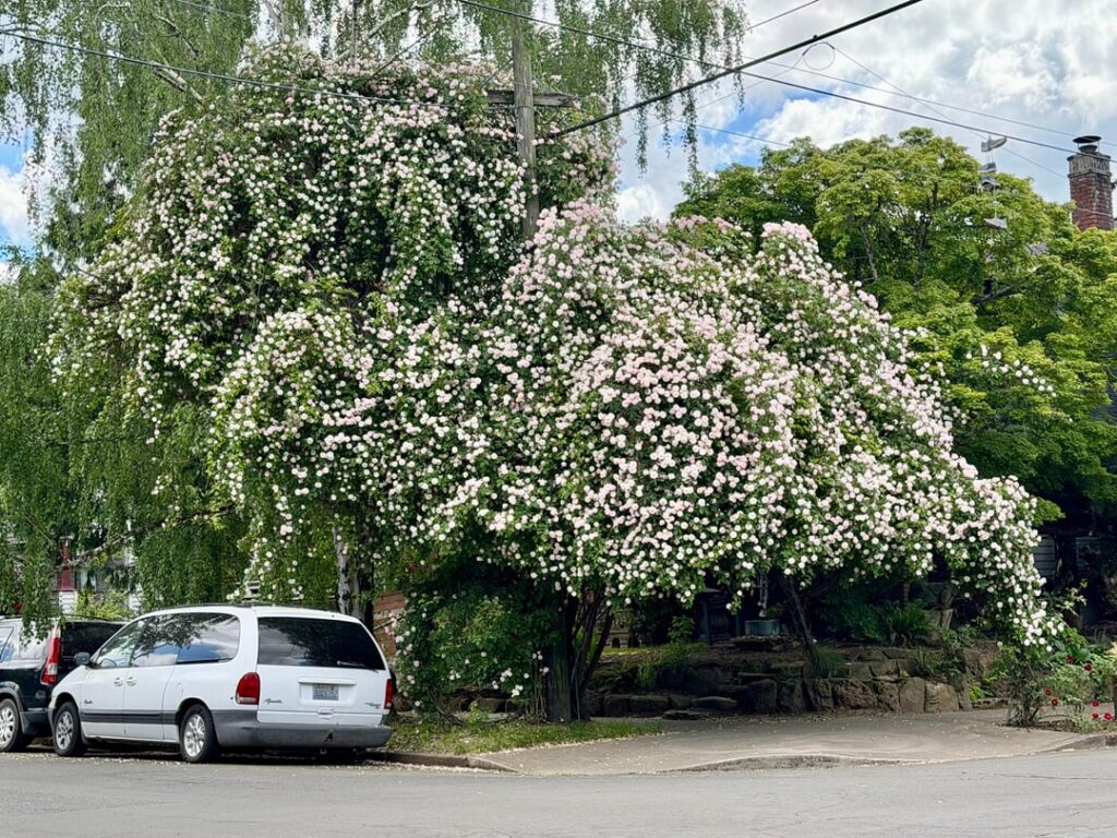 Massive rose vine in Portland, Oregon